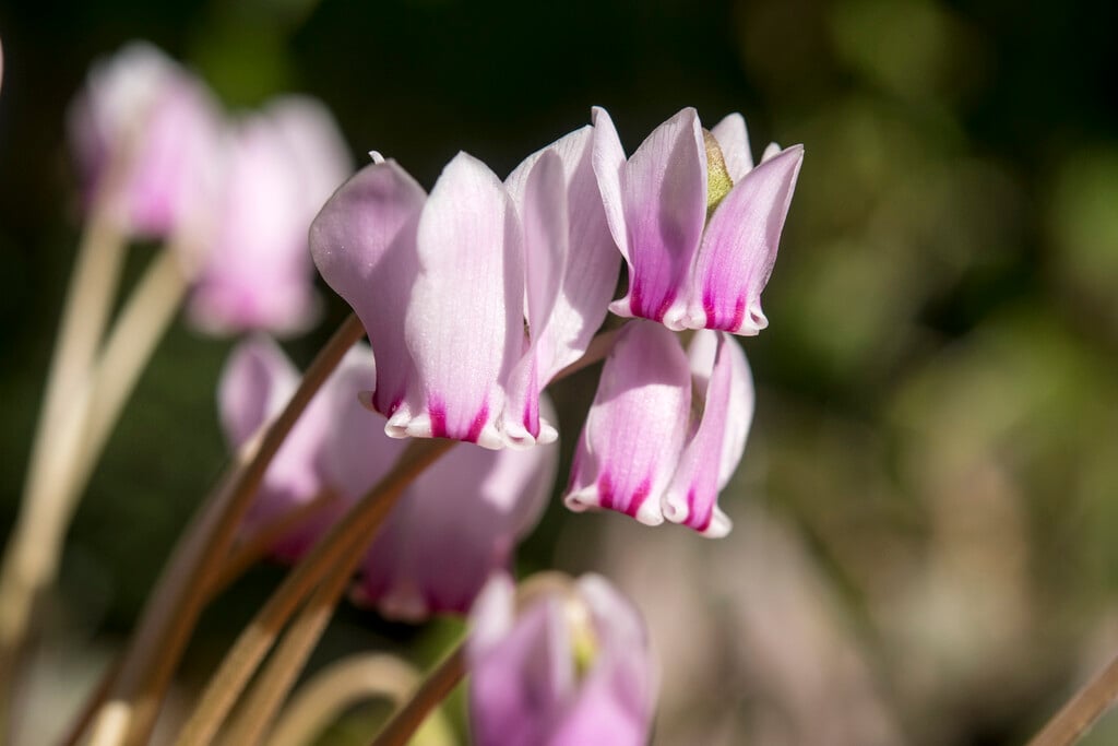thick-leaved ivy-leaved cyclamen