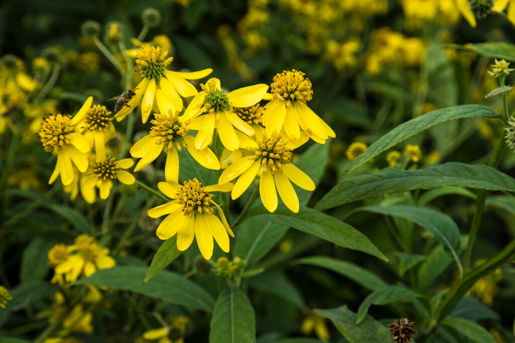 golden honeyplant