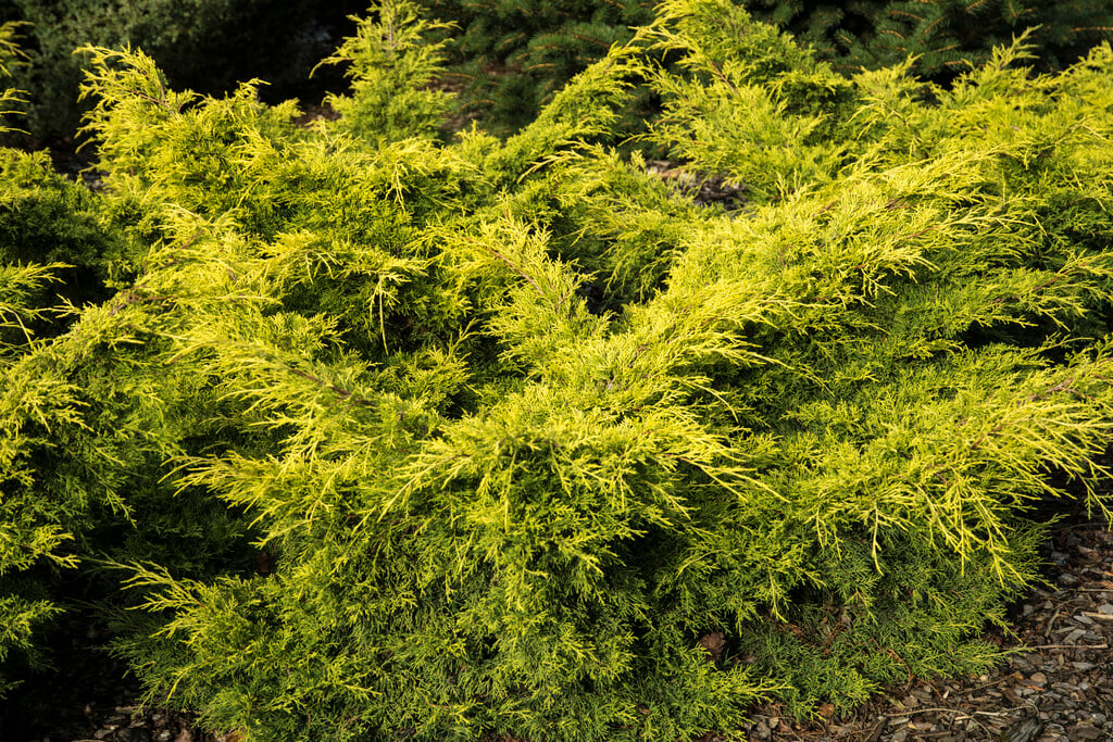 <i>Juniperus</i> × <i>pfitzeriana</i> [<span style="font-variant: small-caps;">Gold Sovereign</span>] ('Blound')