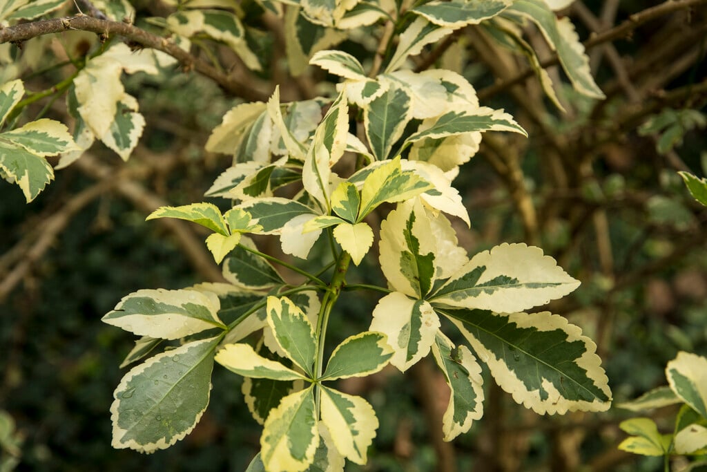 <i>Eleutherococcus</i> <i>sieboldianus</i> 'Variegatus' (v)