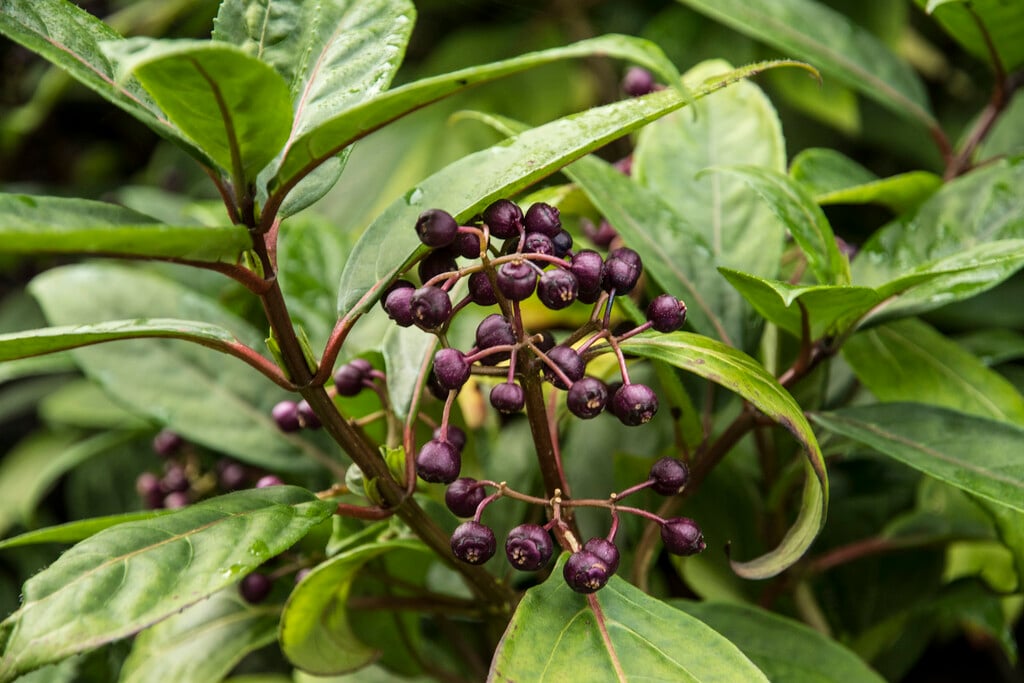 <em>Hydrangea</em> × <em>versicolor</em>