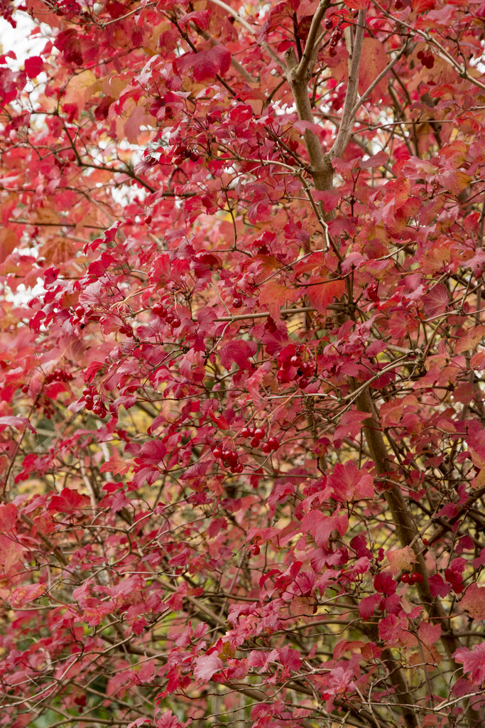 guelder rose