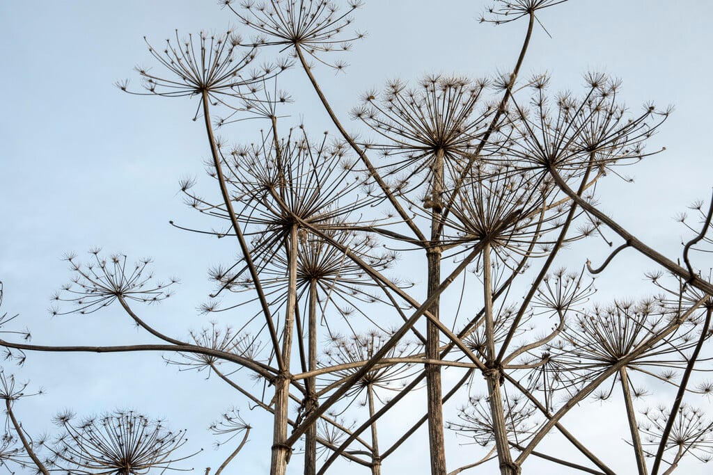 giant hogweed