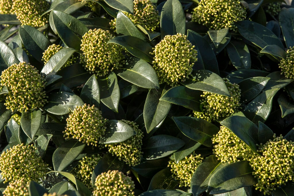skimmia [White Globe]