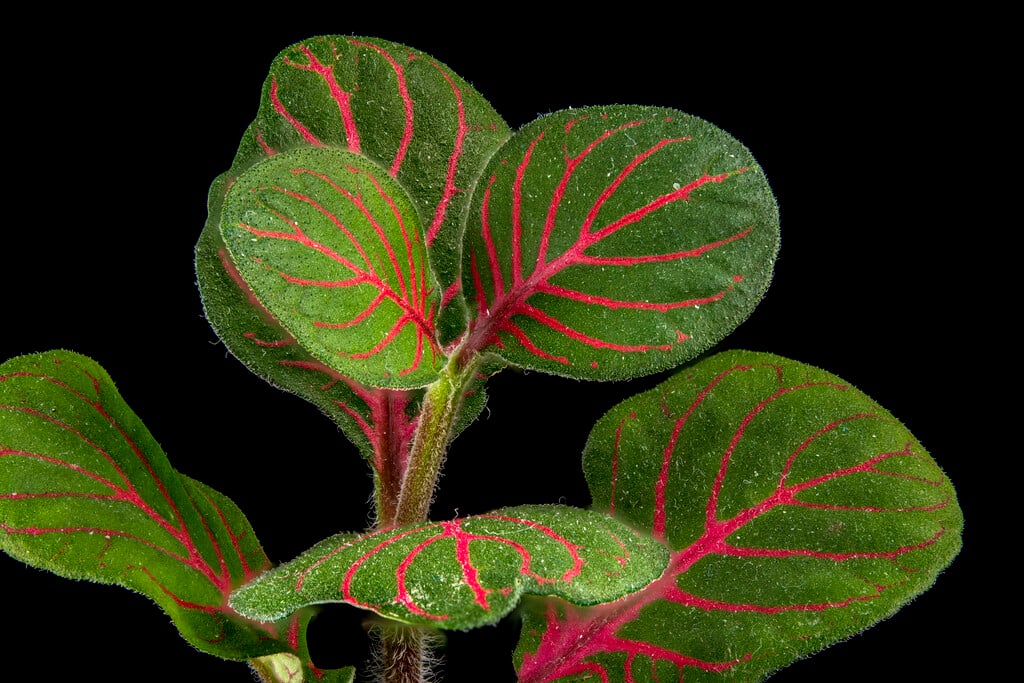 mosaic plant