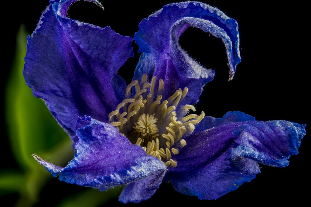 clematis [Blue Pirouette]