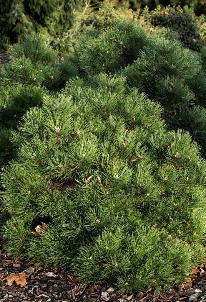Austrian pine 'Nana'