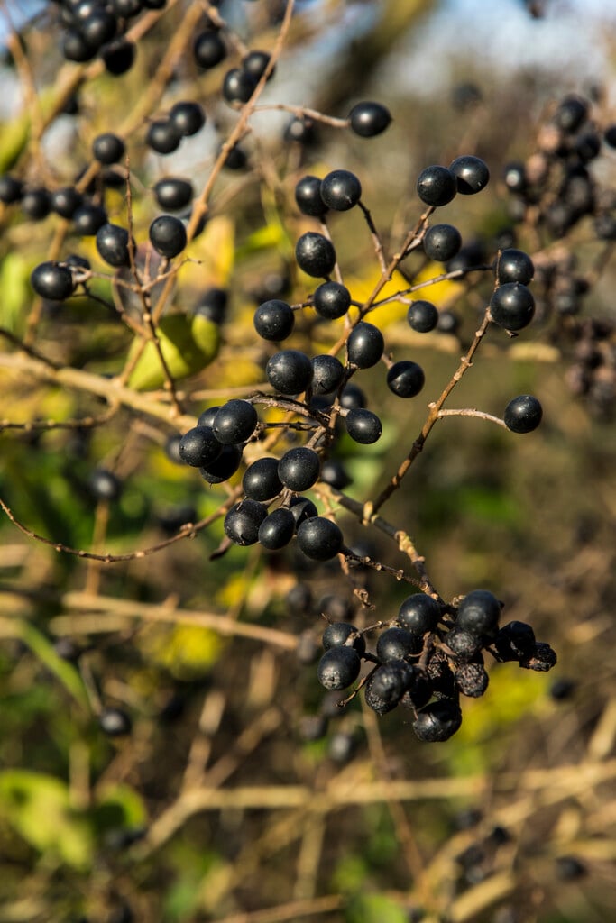 garden privet 'Vicaryi'
