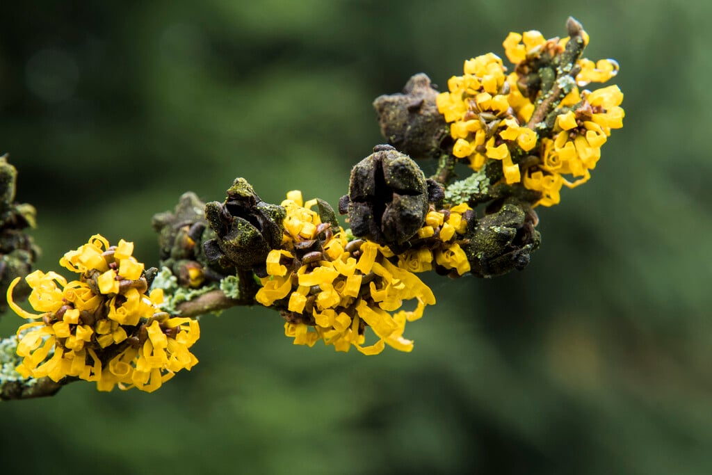 witch hazel 'Doerak'