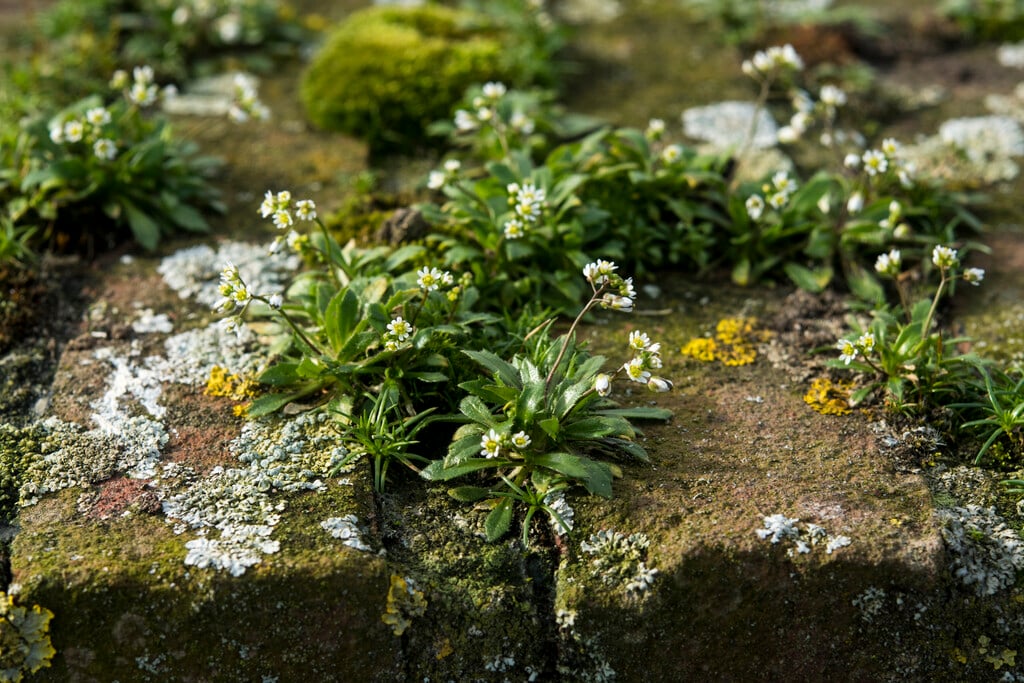 common nailwort