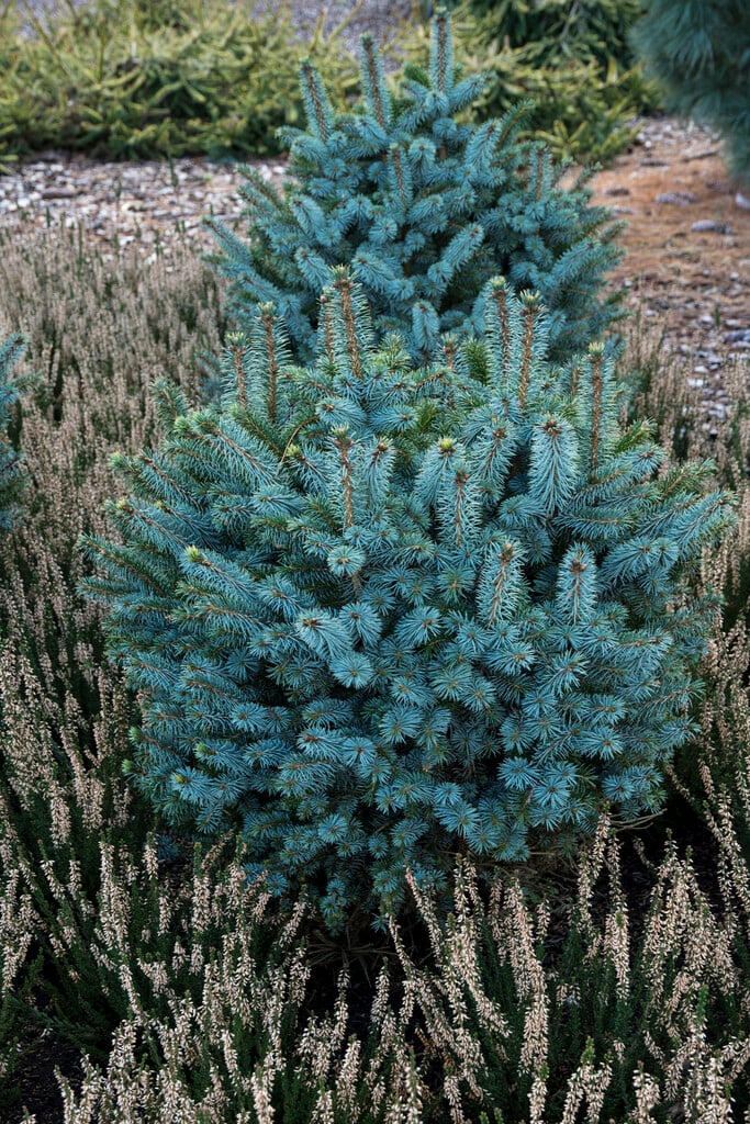 Sitka spruce 'Tenas'