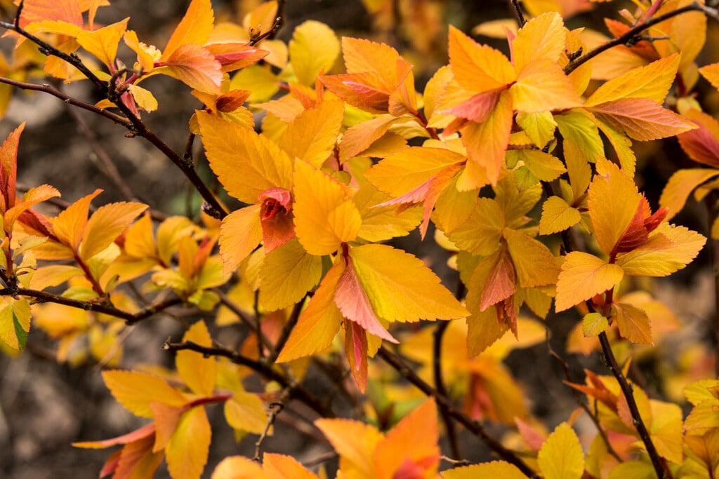 Japanese spiraea 'Firelight'