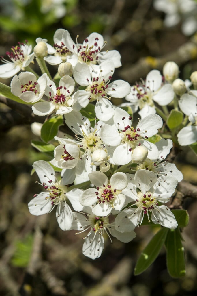 oleaster-leaved pear