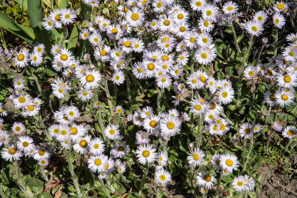 <i>Erigeron</i> <i>pulchellus</i> 'Meadow Muffin'