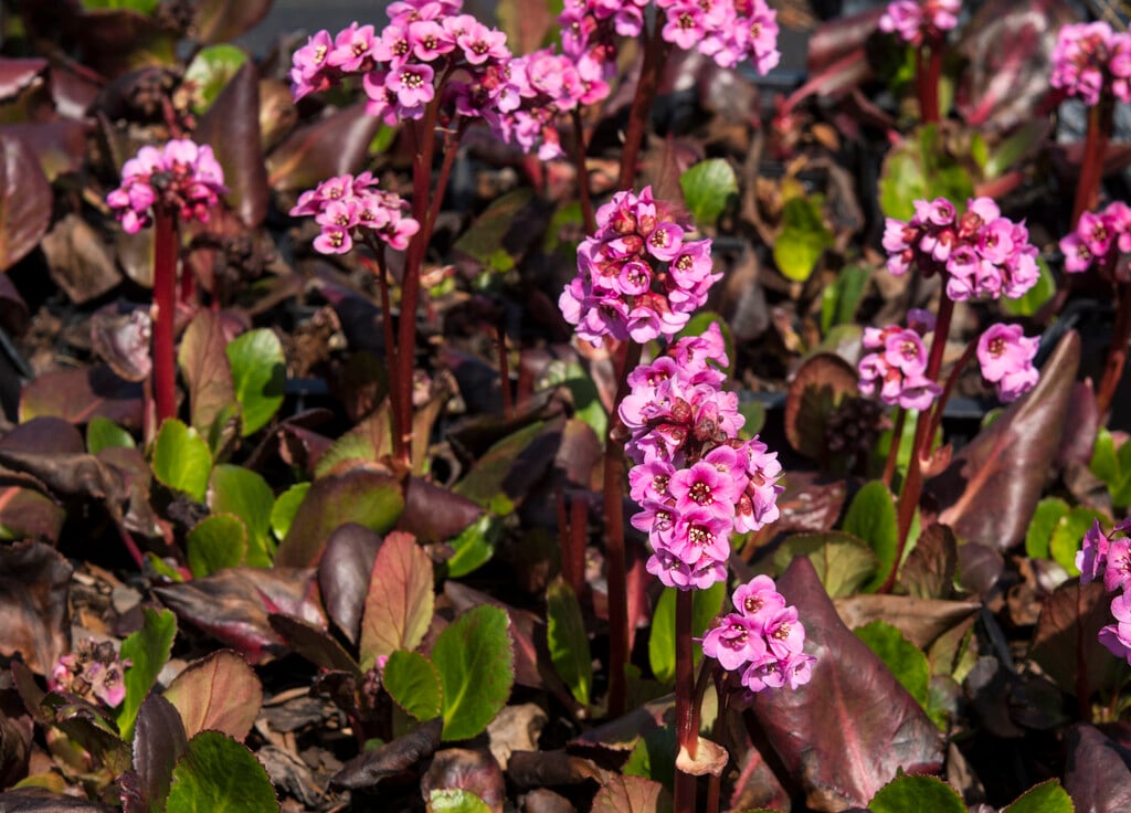 <em>Bergenia</em> 'Spring Fling'<sup>PBR</sup> (Dragonfly Series)