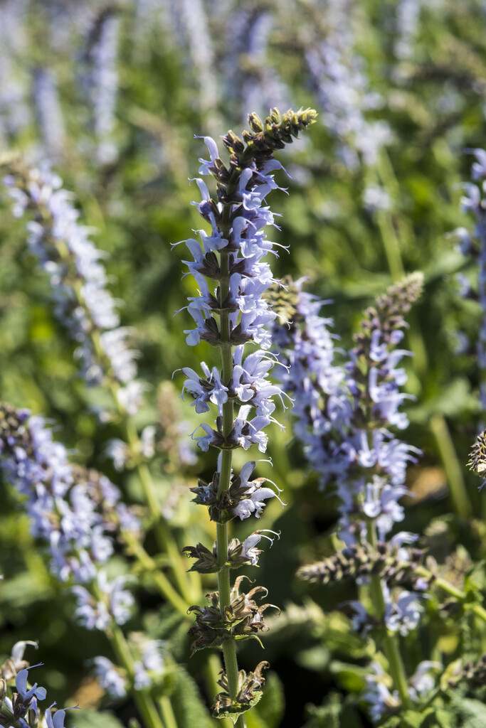 wood sage 'Crystal Blue'