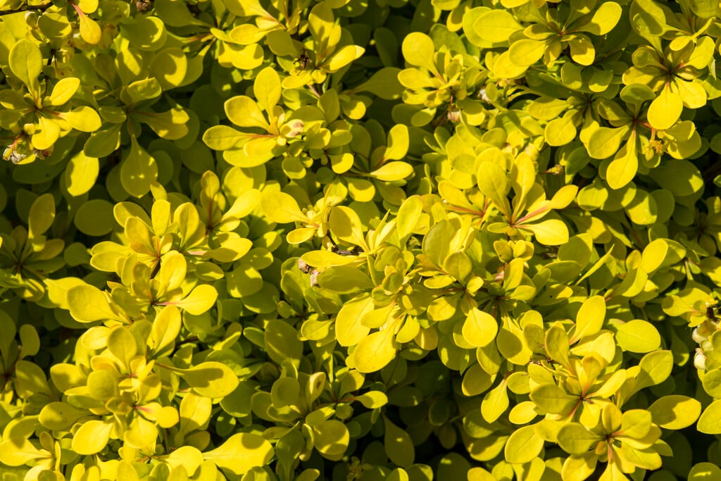 Japanese barberry 'Golden Carpet'