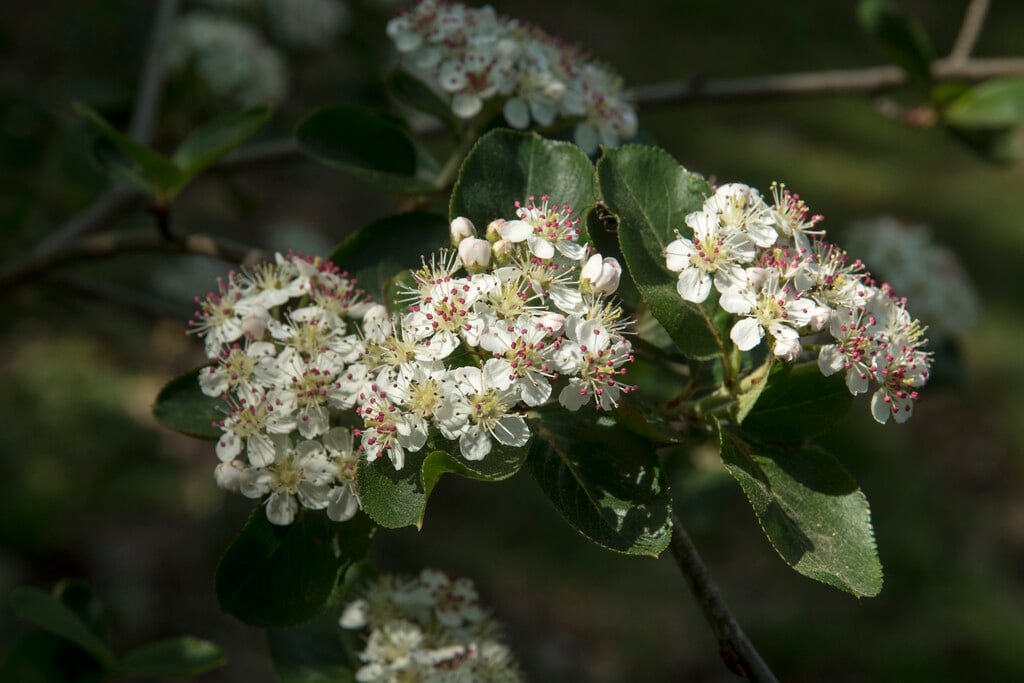 purple chokeberry 'Brilliant'