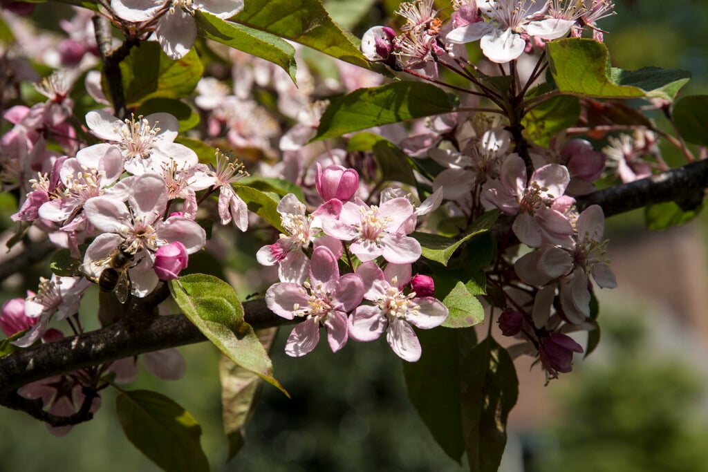 <i>Malus</i> <i>prattii</i> 'Pourpre Noir'