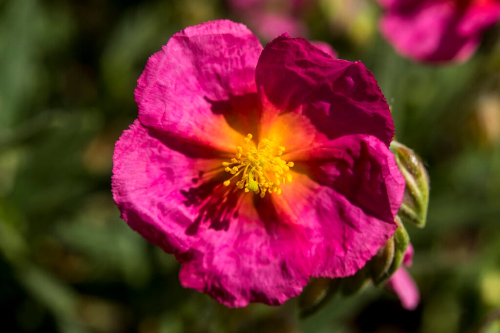 Helianthemum &Prima Donna& | rock rose &Prima Donna& Shrubs/RHS Gardening