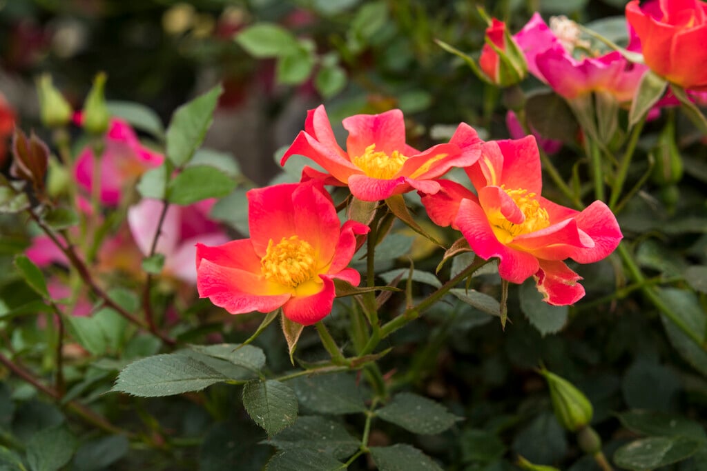 rose [Happy Chappy]