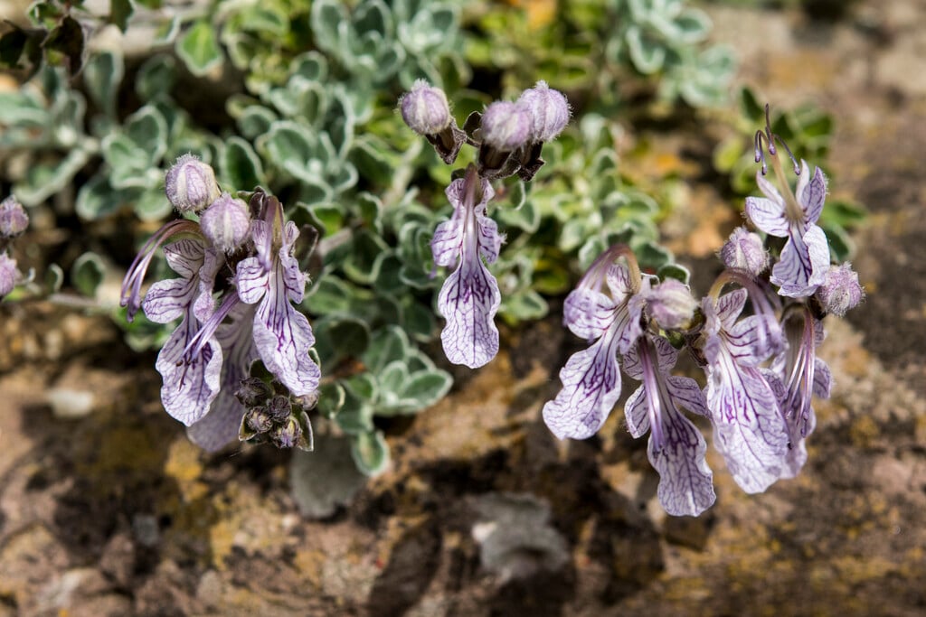 <i>Teucrium</i> <i>aroanium</i>