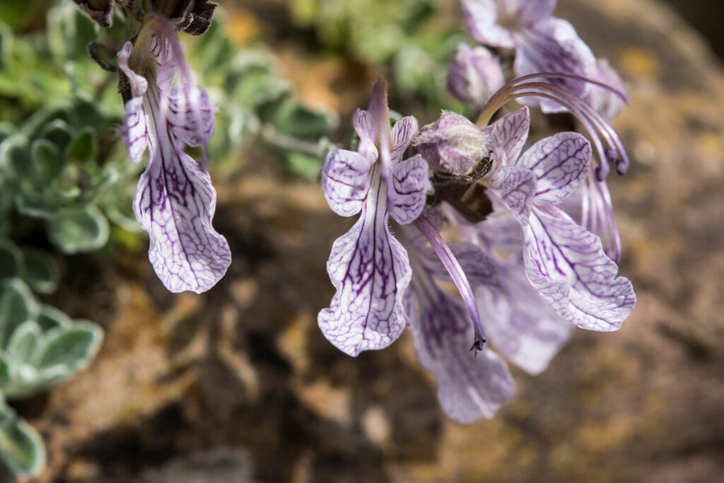 <i>Teucrium</i> <i>aroanium</i>