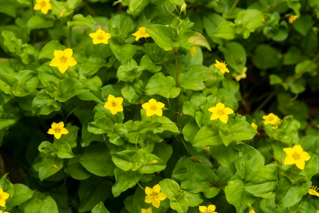 yellow pimpernel