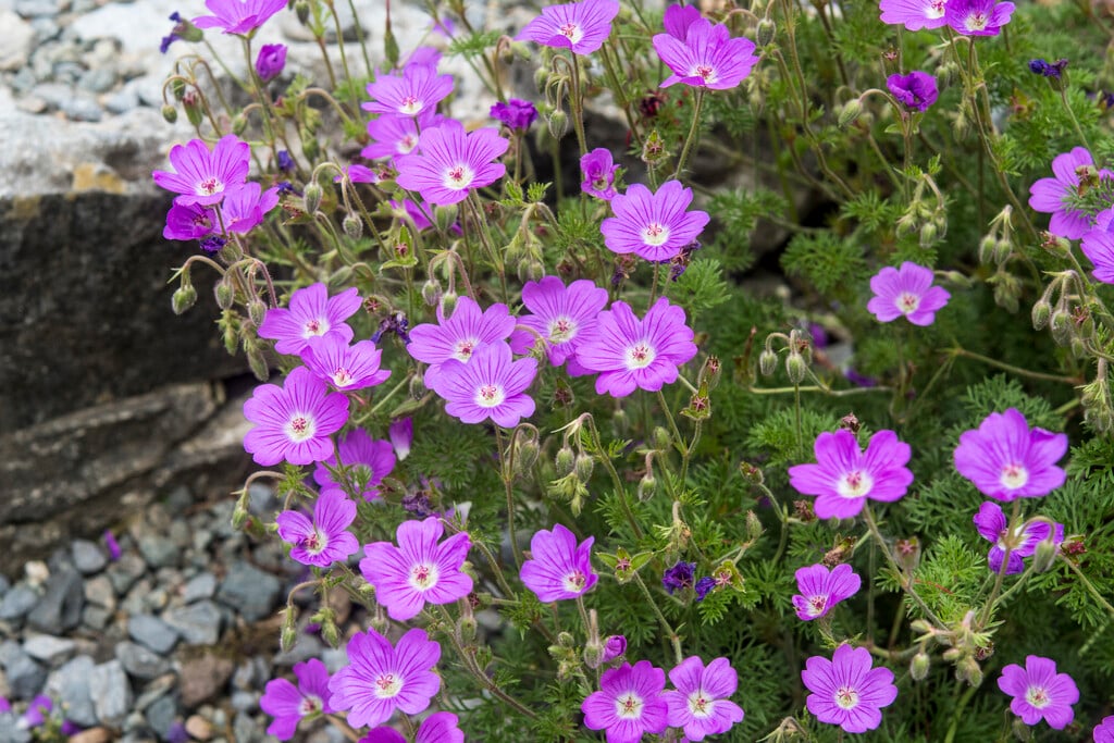 large-flowered cranesbill