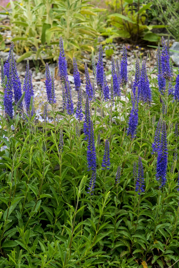 spiked speedwell