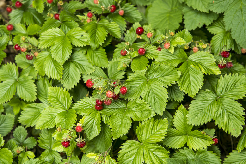 alpine strawberry