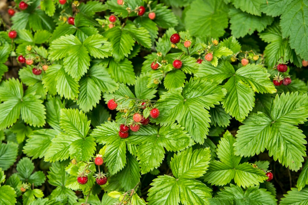 alpine strawberry