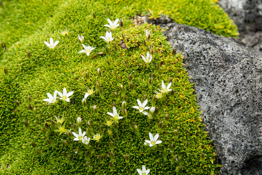 <i>Minuartia</i> <i>stellata</i>
