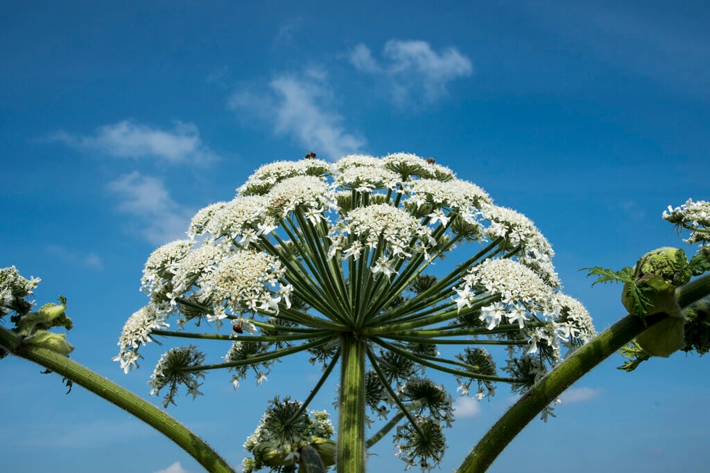 giant hogweed