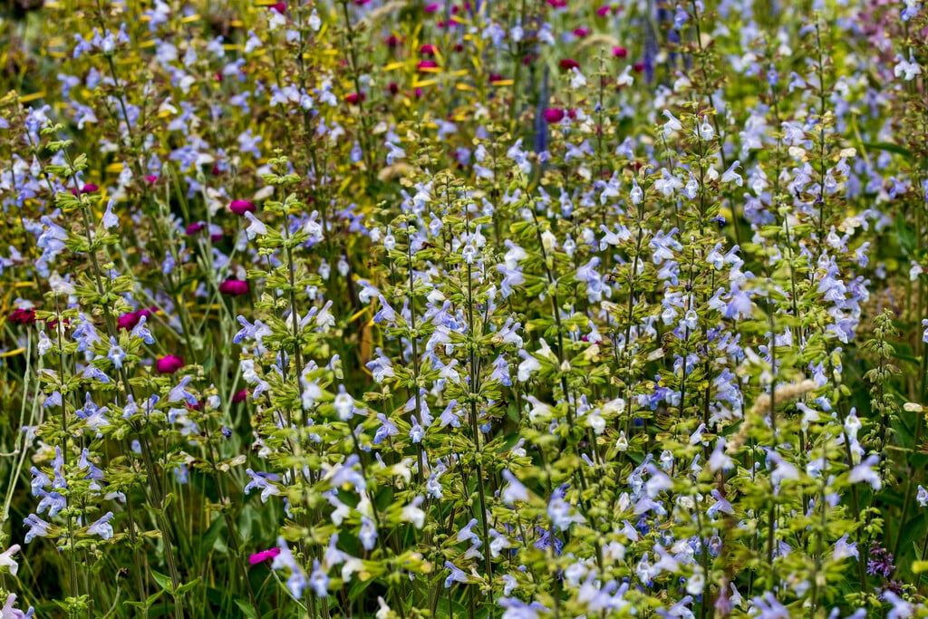 balsamic sage
