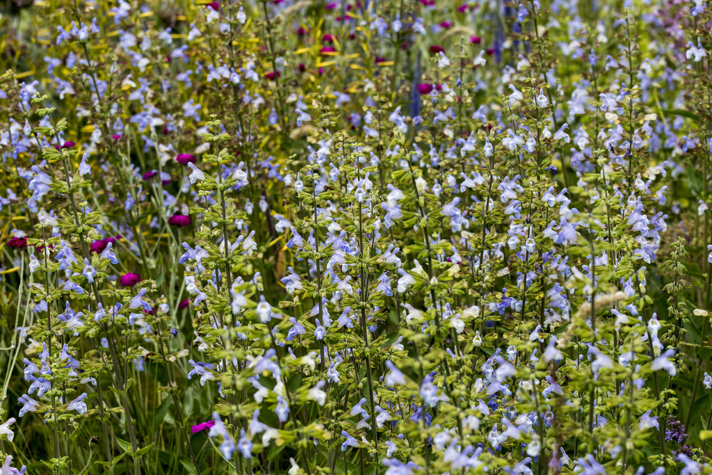 balsamic sage
