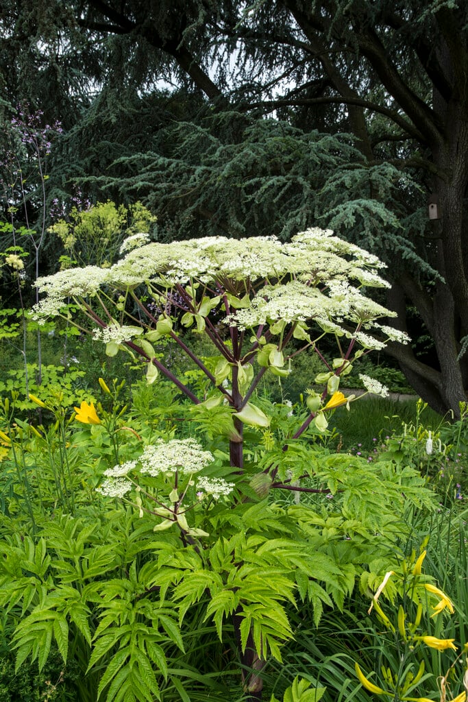 Dahurican angelica