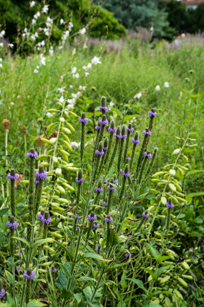 hoary vervain