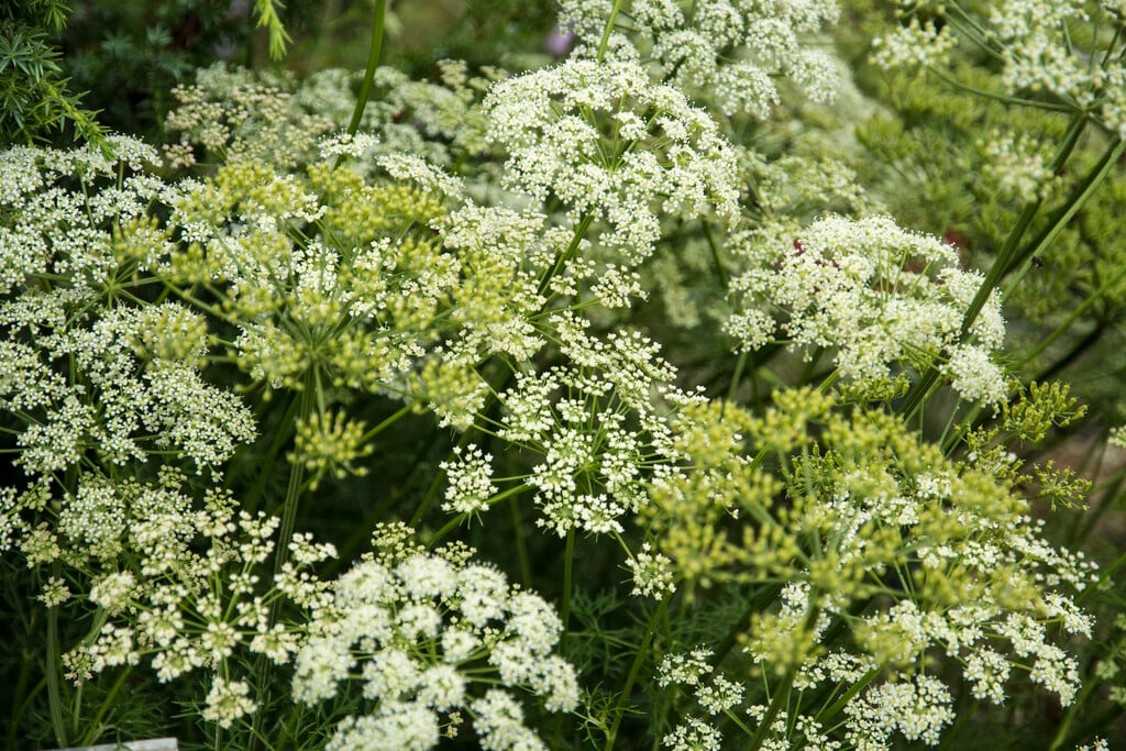 <i>Peucedanum</i> <i>rablense</i>