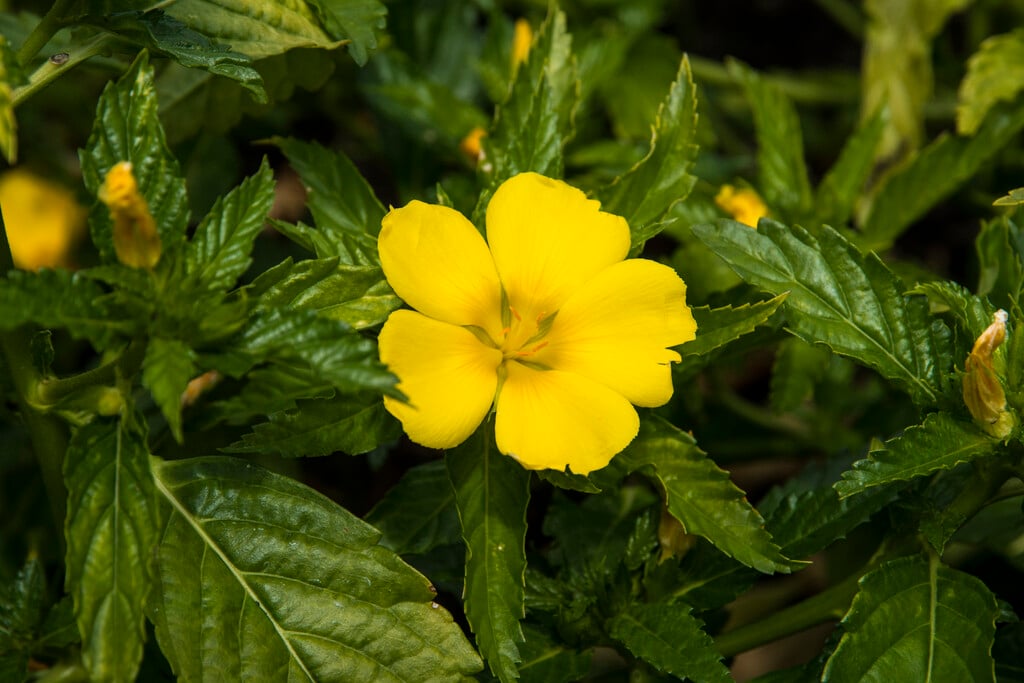 damiana