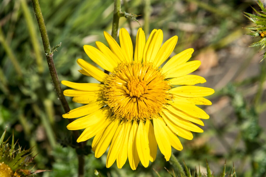 <i>Berkheya</i> <i>macrocephala</i>