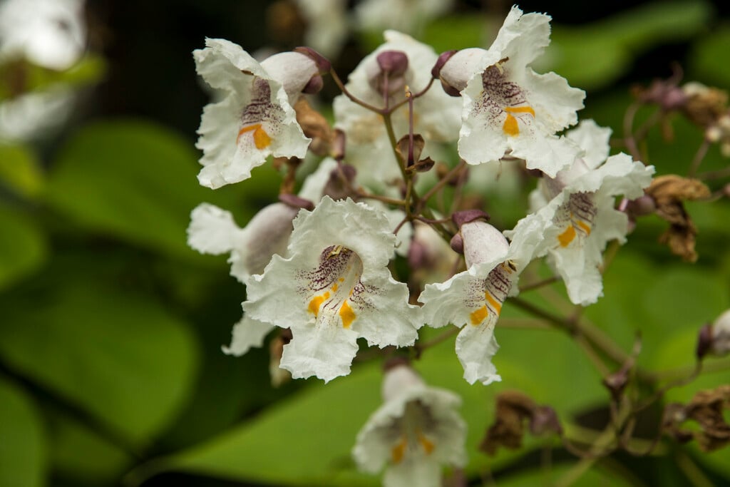 Catalpa bignonioides &Aurea& | golden Indian bean tree Trees/RHS Gardening