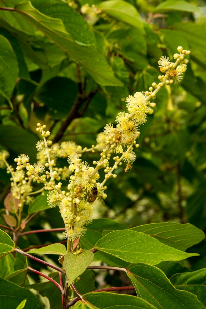 food wrapper plant