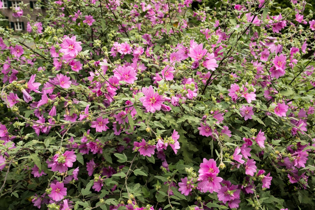 garden tree mallow
