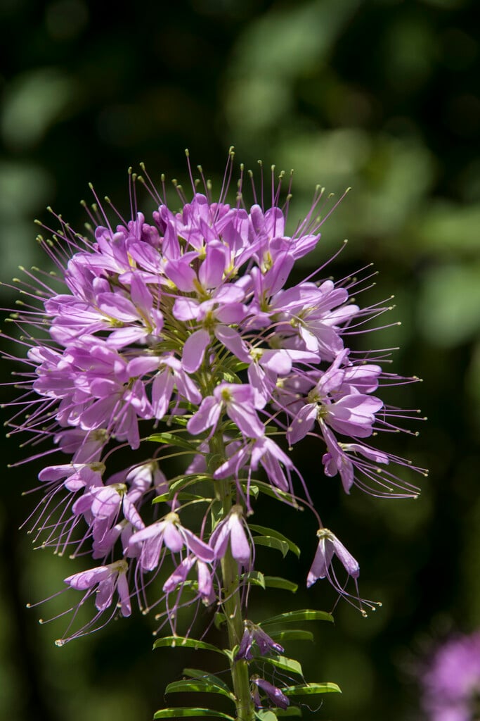Rocky Mountain bee plant