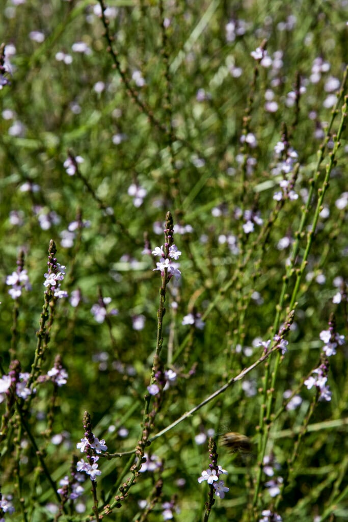 common vervain