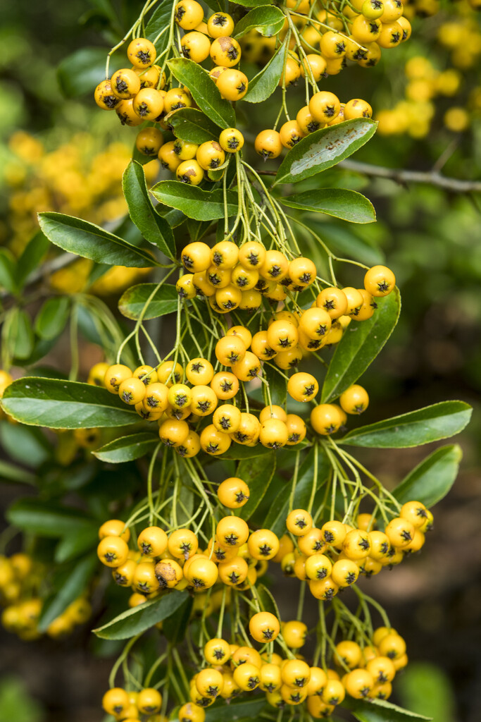 firethorn 'Soleil d'Or'