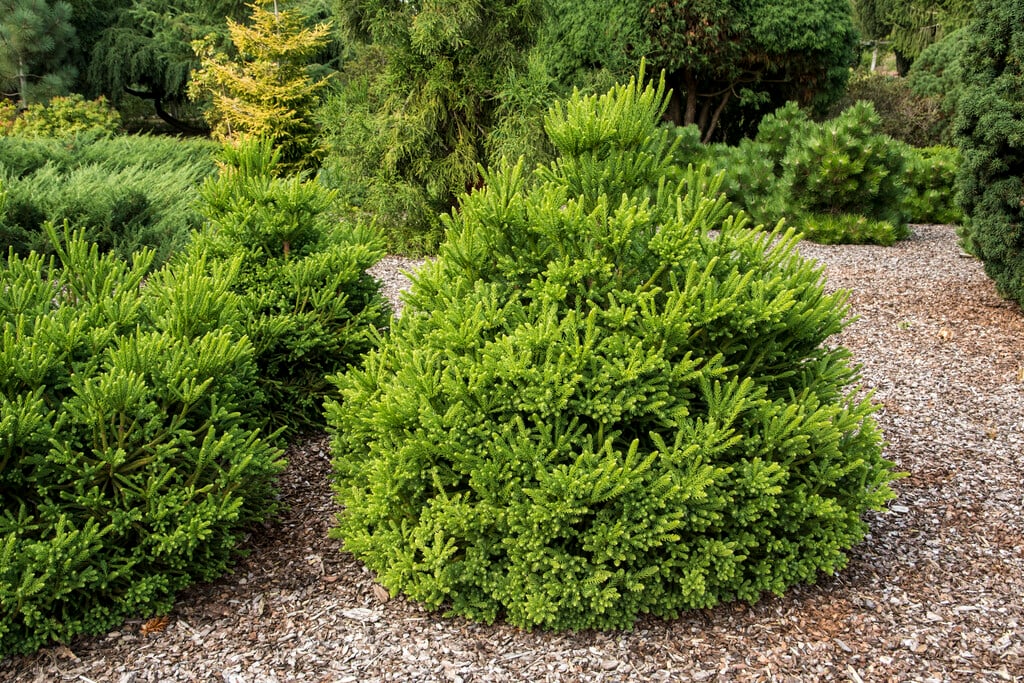 Japanese cedar 'Dinger'