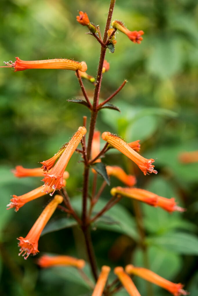 <i>Cuphea</i> <i>caeciliae</i>