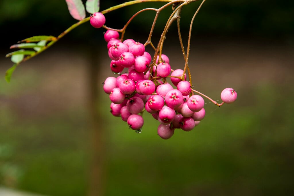 Vilmorin's rowan